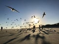 Birds flying on the beach during a beautiful sunset on Tybee Island - GEORGIA - USA Royalty Free Stock Photo